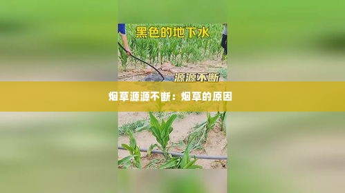烟草源源不断：烟草的原因 