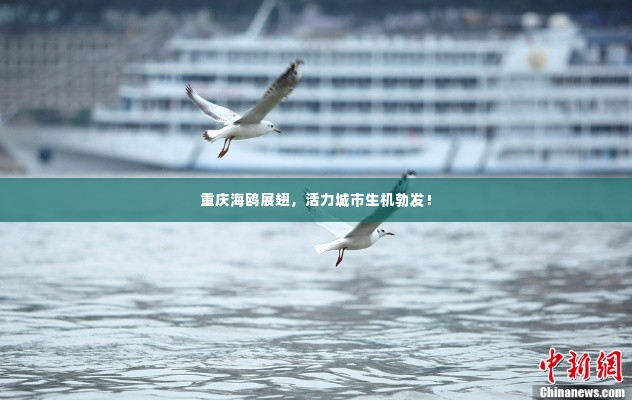 重庆海鸥展翅，活力城市生机勃发！