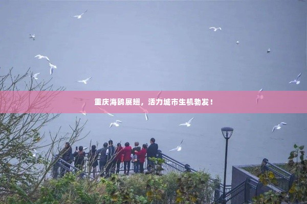 重庆海鸥展翅,活力城市生机勃发!