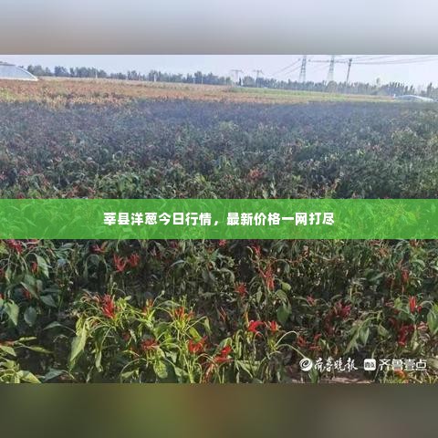 莘县洋葱今日行情,最新价格一网打尽