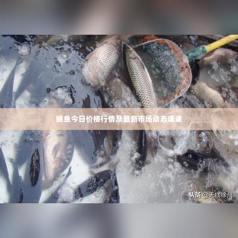 鳝鱼今日价格行情及最新市场动态速递