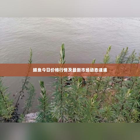 鳝鱼今日价格行情及最新市场动态速递
