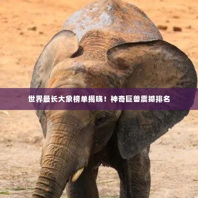 世界最长大象榜单揭晓!神奇巨兽震撼排名