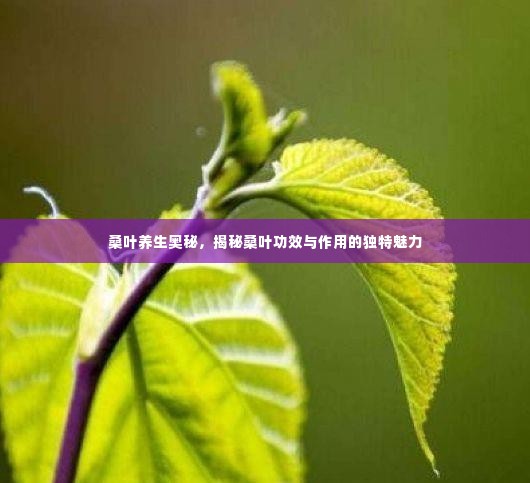 桑叶养生奥秘,揭秘桑叶功效与作用的独特魅力