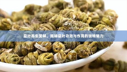桑叶养生奥秘，揭秘桑叶功效与作用的独特魅力