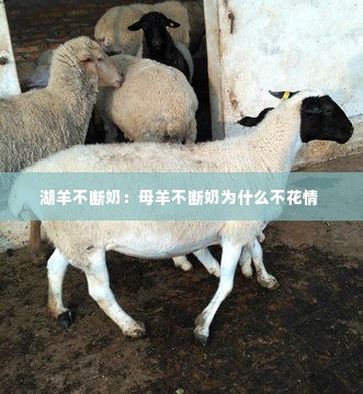 湖羊不断奶:母羊不断奶为什么不花情