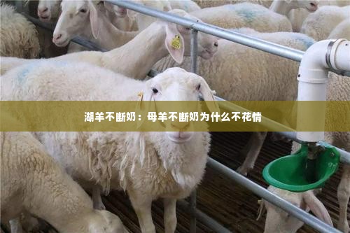 湖羊不断奶:母羊不断奶为什么不花情