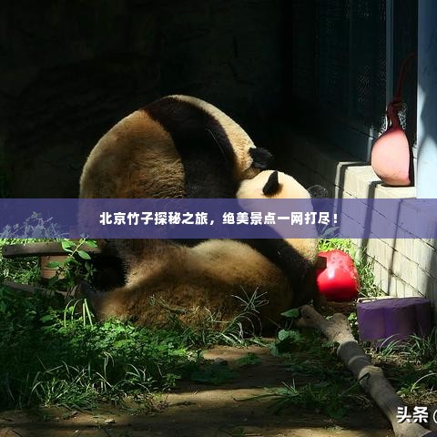 北京竹子探秘之旅,绝美景点一网打尽!