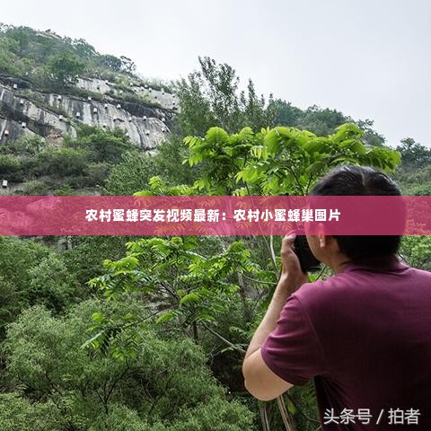 农村蜜蜂突发视频最新:农村小蜜蜂巢图片