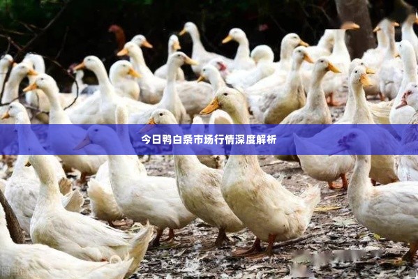 今日鸭白条市场行情深度解析