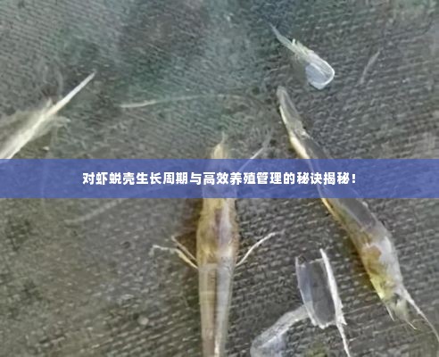 对虾蜕壳生长周期与高效养殖管理的秘诀揭秘!