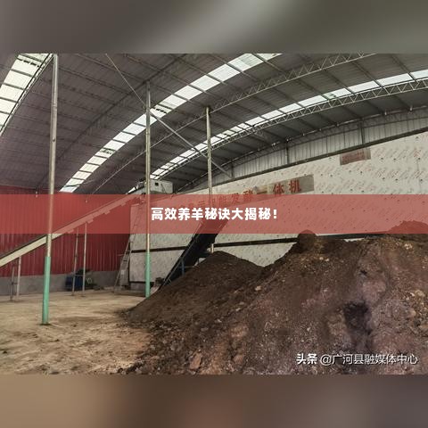 高效养羊秘诀大揭秘!