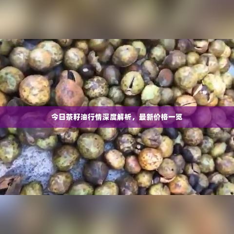 今日茶籽油行情深度解析,最新价格一览