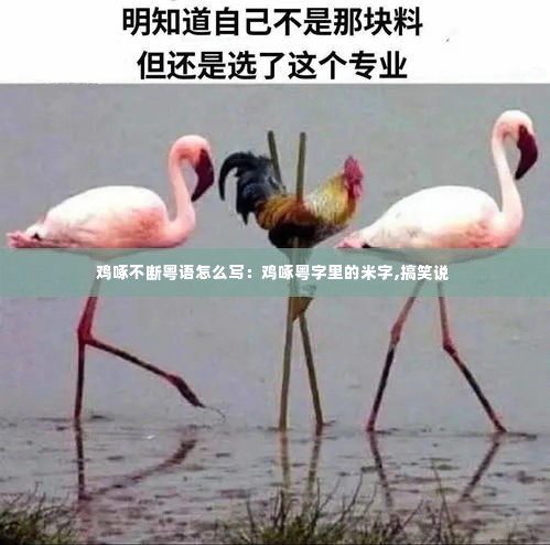 鸡啄不断粤语怎么写:鸡啄粤字里的米字,搞笑说