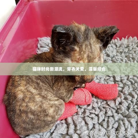 猫咪时尚新潮流，穿衣关爱，温馨结合