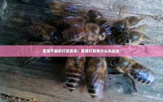 蜜蜂不断的打架英语:蜜蜂打架有什么办法治