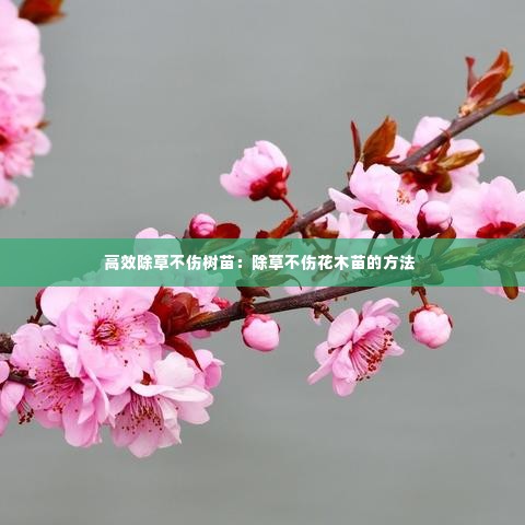 高效除草不伤树苗:除草不伤花木苗的方法