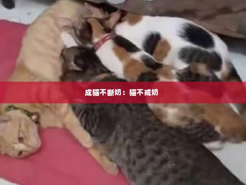 成猫不断奶:猫不戒奶