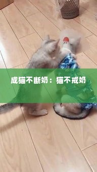 成猫不断奶：猫不戒奶 