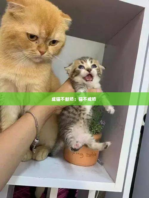 成猫不断奶:猫不戒奶
