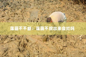 莲藕不不断:莲藕不挖出来会烂吗