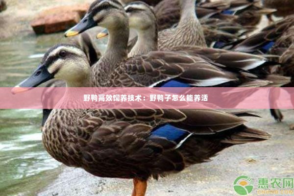 野鸭高效饲养技术:野鸭子怎么能养活