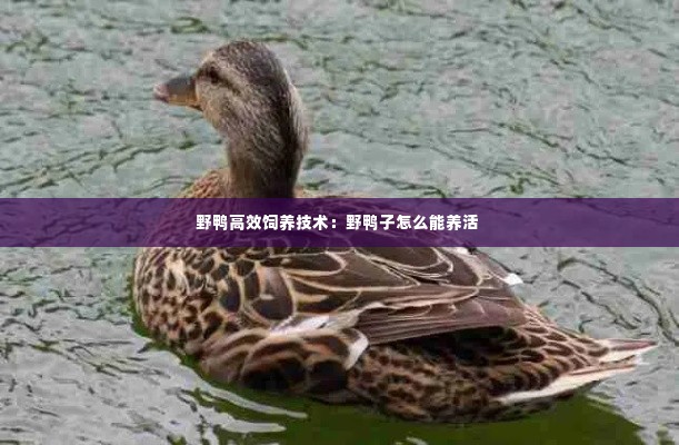野鸭高效饲养技术:野鸭子怎么能养活