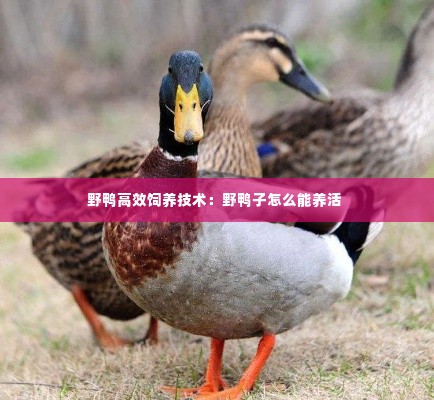 野鸭高效饲养技术:野鸭子怎么能养活