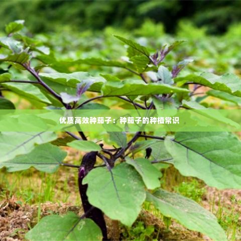 优质高效种茄子:种茄子的种植常识