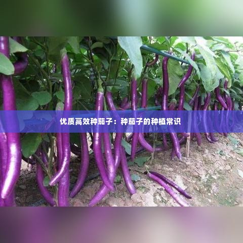 优质高效种茄子:种茄子的种植常识