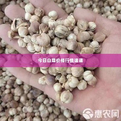 今日白蔻价格行情速递