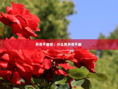 开花不断花:什么花开花不断