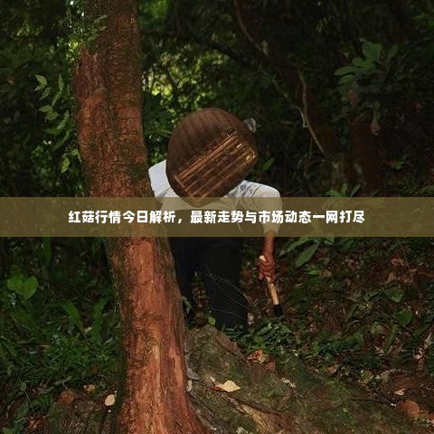 红菇行情今日解析,最新走势与市场动态一网打尽