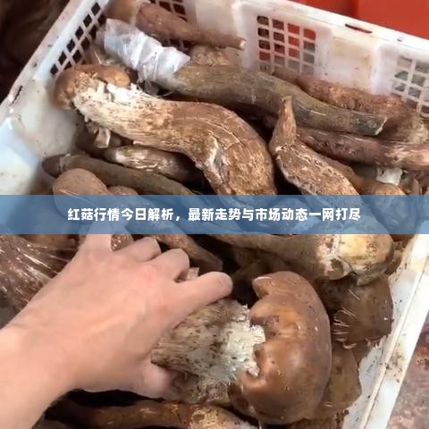 红菇行情今日解析,最新走势与市场动态一网打尽
