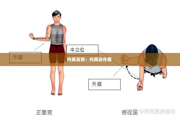 内旋高效：内旋动作图 