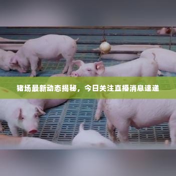 猪场最新动态揭秘，今日关注直播消息速递