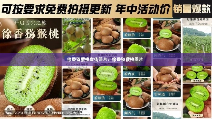 徐香猕猴桃宣传照片:徐香猕猴桃图片