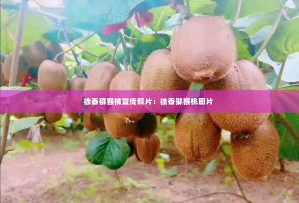 徐香猕猴桃宣传照片:徐香猕猴桃图片