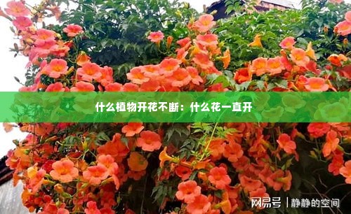 什么植物开花不断:什么花一直开