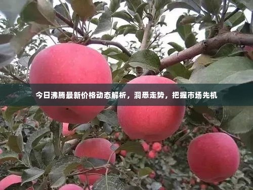 今日沸腾最新价格动态解析,洞悉走势,把握市场先机