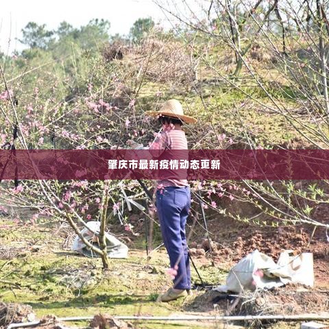 肇庆市最新疫情动态更新