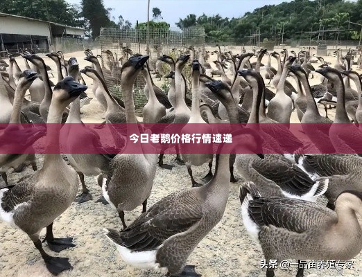 今日老鹅价格行情速递