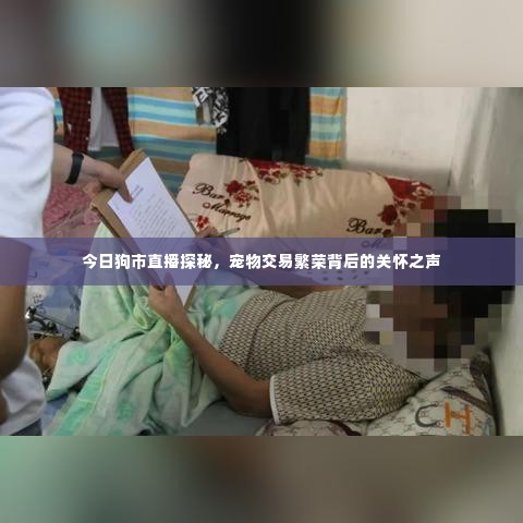 今日狗市直播探秘，宠物交易繁荣背后的关怀之声
