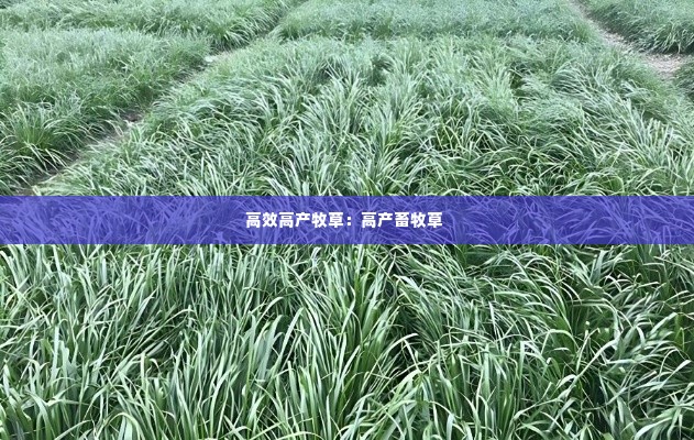 高效高产牧草:高产畜牧草