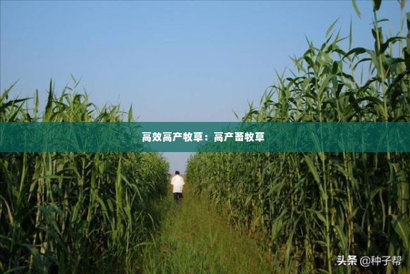 高效高产牧草:高产畜牧草