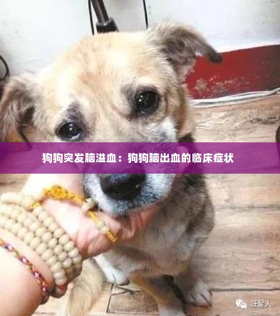 狗狗突发脑溢血:狗狗脑出血的临床症状