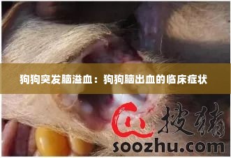 狗狗突发脑溢血:狗狗脑出血的临床症状