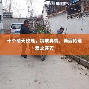 十个晴天玫瑰，绽放真情，美丽传递爱之芬芳