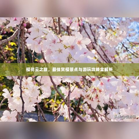 樱花云之旅,最佳赏樱景点与游玩攻略全解析