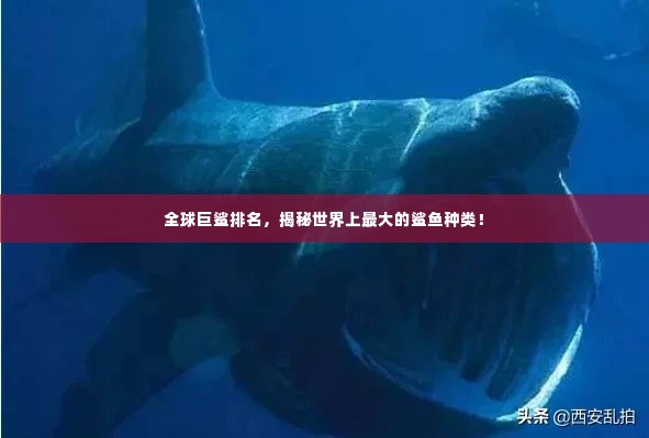 全球巨鲨排名,揭秘世界上最大的鲨鱼种类!